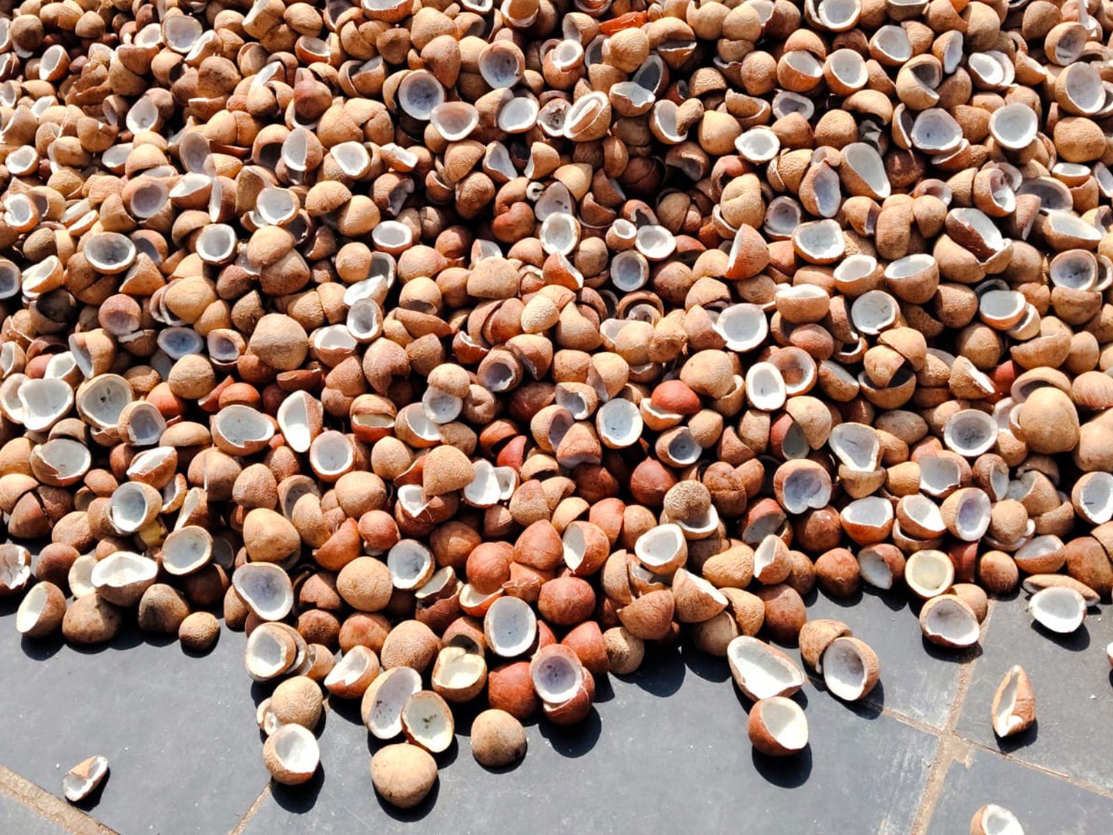 Edible copra